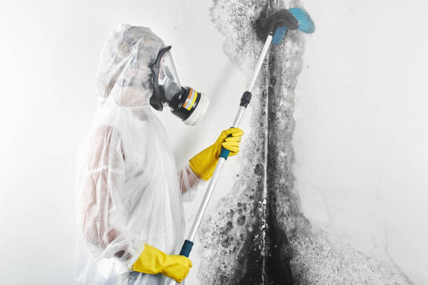 Reliable Garden Grove, CA Mold Removal Solutions